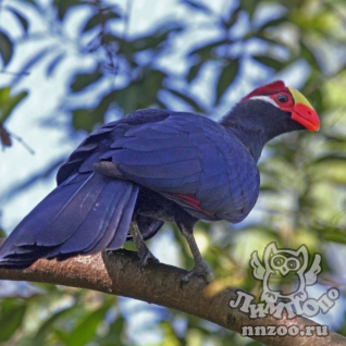 Турако фиолетовый (Tauraco violaceus)