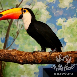 Тукан токо (Ramphastos toco)