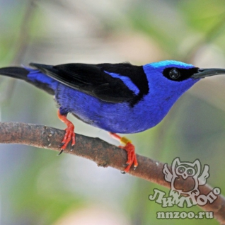 Бирюзовая танагра-медосос (Cyanerpes cyaneus)