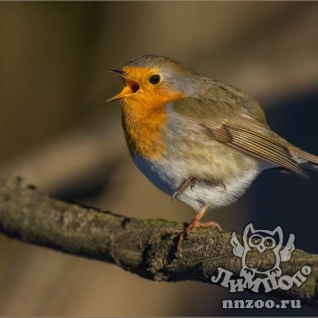 Зарянка (Erithacus rubecula)