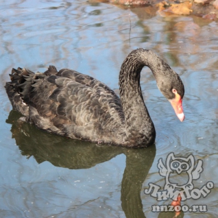 Черный лебедь (Cygnus atratus)