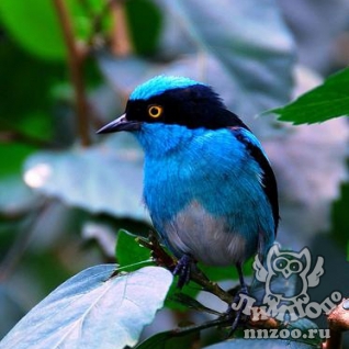 Масковый дакнис (Dacnis lineata)