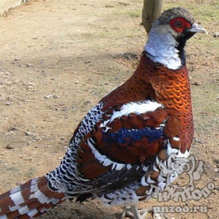 Пёстрый фазан Эллиота (Syrmaticus ellioti)