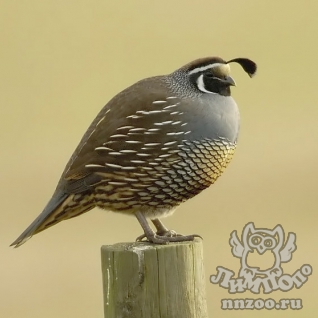 Калифорнийский хохлатый перепел (Callipepla californica)