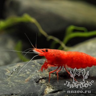 Креветка вишня (Neocaridina heterpoda var. red)