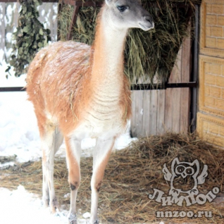 Гуанако (Lama guanicoe)