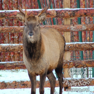 Марал (cervus elaphus)