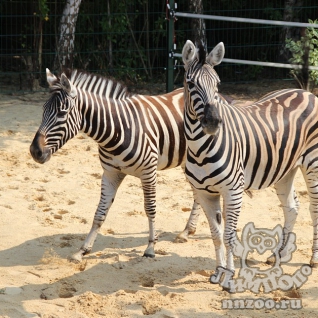 Зебра Чапмана (Equus burchelli chapmani)