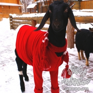 Нубийская коза (Capra hircus)