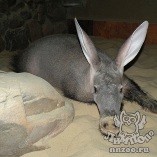 Капский трубкозуб (Orycteropus afer)