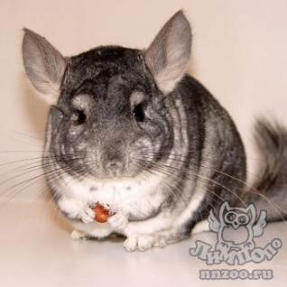 Шиншилла (Chinchilla laniger var. dom.)