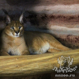 Каракал (Caracal caracal)