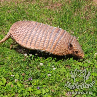 Шестипоясный (Желтый) Броненосец (Euphractus sexcinctus)