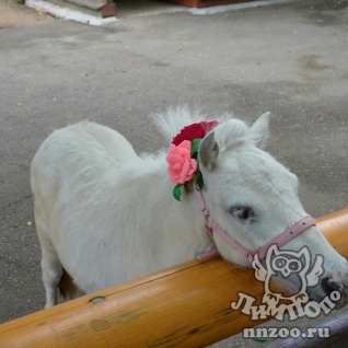 Американская миниатюрная лошадь (American miniature horse)