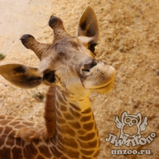 Жираф южноафриканский (Giraffa camelopardalis giraffa)