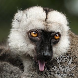 Белолобый лемур (Eulemur albifrons)