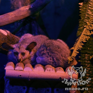 Толстохвостый галаго (Otolemur crassicaudatus)