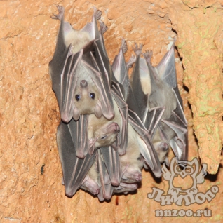 Нильский крылан (Rousettus aegyptiacus)
