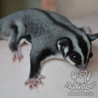 Сахарный поссум (Petaurus breviceps)