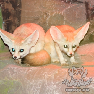Фенек (Vulpes zerda)