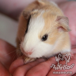 Морская свинка (Cavia porcellus)