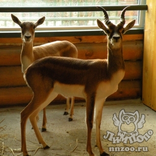 Антилопа гарна (Antilope cervicapra)