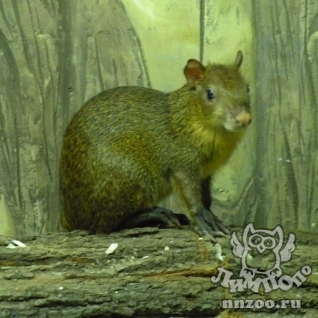 Агути оливковый (Dasyprocta azarae)