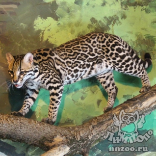 Оцелот (Leopardus pardalis)