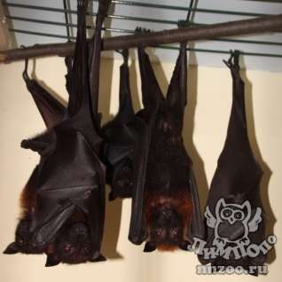 Гигантская летучая лисица (Pteropus vampyrus)