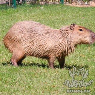 Капибара (Hydrochoerus hydrochaeris)