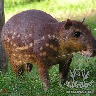 Пака (Cuniculus paca)