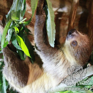Двупалый ленивец (Choloepus didactylus)