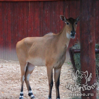 Нильгау (Boselaphus tragocamelus)