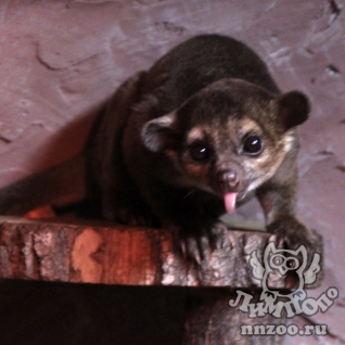 Кинкажу (Potos flavus)