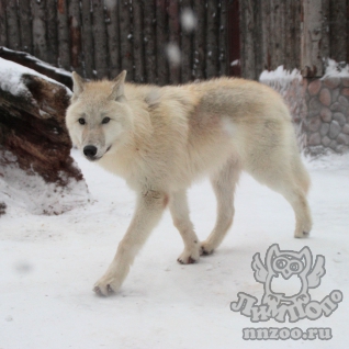 Полярный волк (Canis lupus tundrarum)