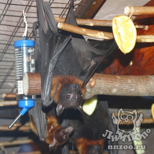 Летучая лисица Лиля (Pteropus lylei)