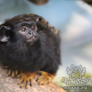 Краснорукий тамарин (Saguinus midas)