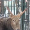 Олень Давида, милу  (Elaphurus davidianus)