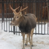 Олень Давида, милу  (Elaphurus davidianus)