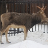 Олень Давида, милу  (Elaphurus davidianus)