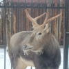 Олень Давида, милу  (Elaphurus davidianus)