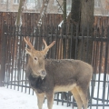 Олень Давида, милу  (Elaphurus davidianus)