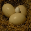 Африканский страус (Struthio Сamelus)