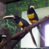 Черногорлый арасари (Pteroglossus aracari)