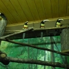 Черногорлый арасари (Pteroglossus aracari)