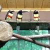 Черногорлый арасари (Pteroglossus aracari)