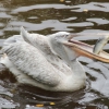 Кудрявый пеликан (Pelecanus crispus)