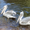 Кудрявый пеликан (Pelecanus crispus)