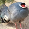 Синий ушастый фазан (Crossoptilon auritum)