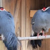 Синий ушастый фазан (Crossoptilon auritum)